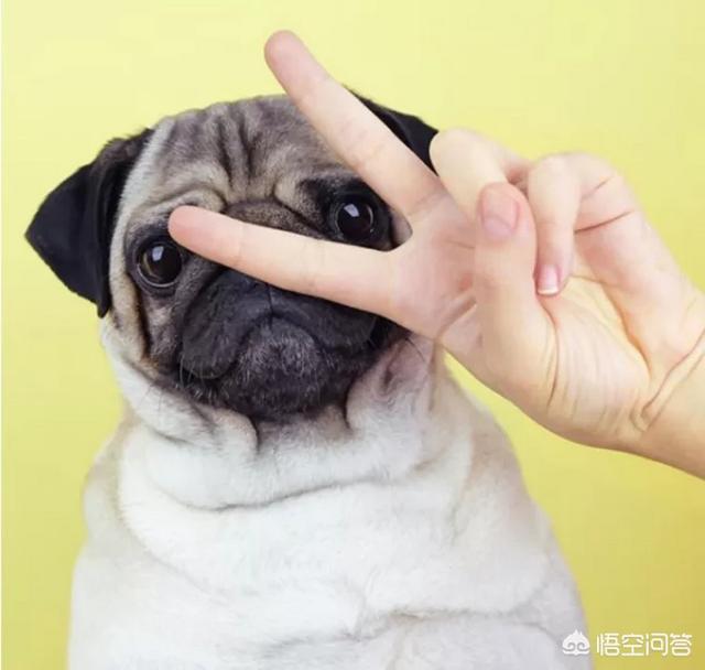 巴仙吉犬 体味:狗狗不会流汗，为什么还有那么重的体味？怎么减轻身上的体味？