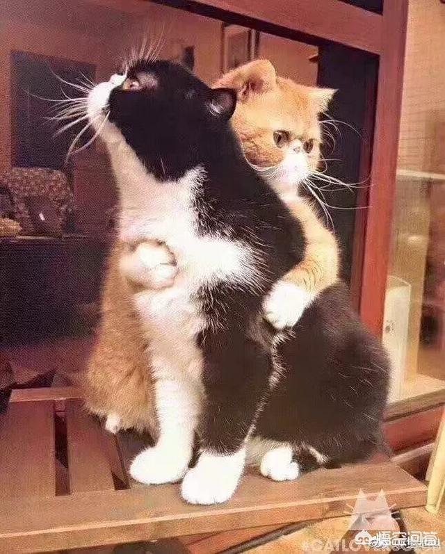 猫瘟已经不吐不拉:家里的猫吐了两天，然后开始不吃不喝不拉，是什么问题？