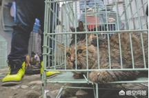 2019新虐猫群:虐猫者被爱猫志愿者围堵暴打？