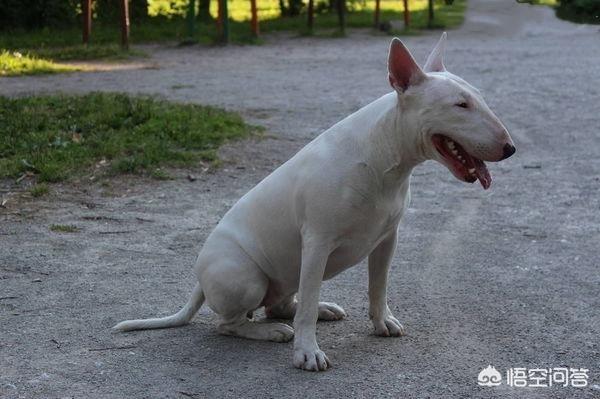 牛头梗有多厉害？