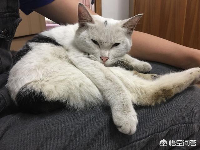 余虹 花猫的小屋:家里的猫猫做过让你最感动的一件事是什么？