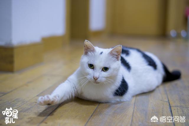余虹 花猫的小屋:家里的猫猫做过让你最感动的一件事是什么？