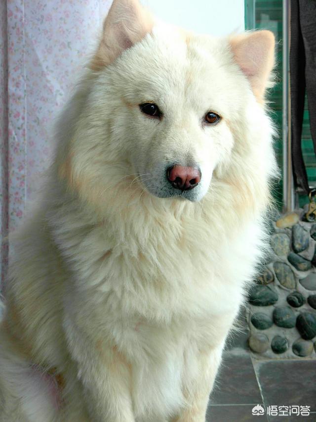 京巴犬认主人吗:如果狗有两任主人，它更认谁？