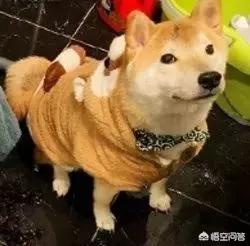 小狗狗图片:你见过最听话的狗狗有多听话？