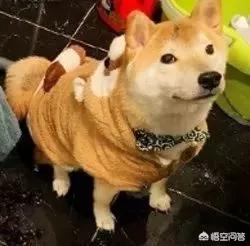 比高犬缺点:柴犬的优点及缺点有哪些呢？