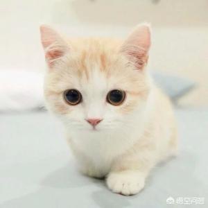 曼克斯猫来历:《惊奇队长》中的那只猫咪是什么来头？