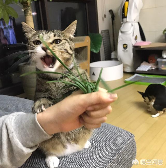 玩具存钱箱愤怒的猫咪:如果得罪了猫咪，猫咪会有怎样的表现？