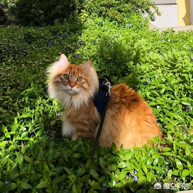 玩具存钱箱愤怒的猫咪:如果得罪了猫咪，猫咪会有怎样的表现？