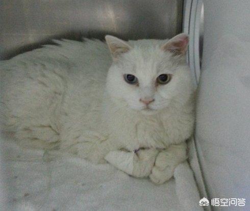 家家猫:家家猫跨境电商 养猫为什么不能用蚊香？会对猫造成什么影响？