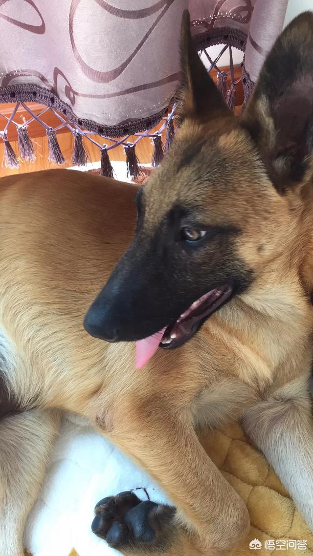 比利时马犬饲养:对于马犬如何正确的饲养，家中有马犬的可以来看一下？