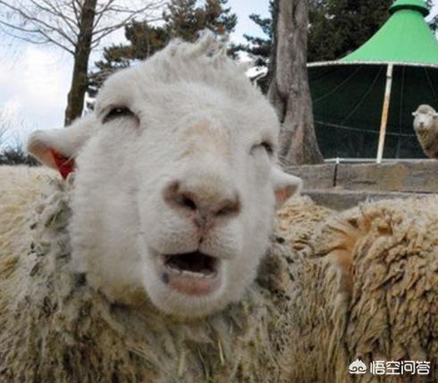 买玉镯子需要注意什么,如何买到高质量的和田玉手镯呢？