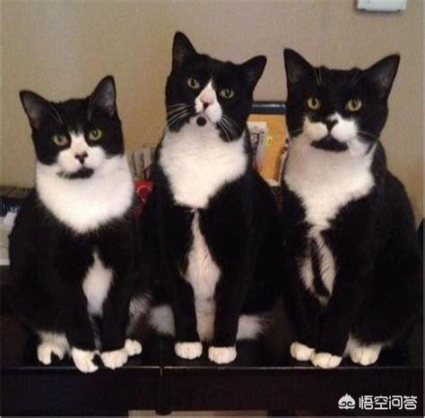 奶牛银斑龙猫怎么分:奶牛猫毛色为什么不浓密？ 龙猫奶牛和银斑的区别求回答