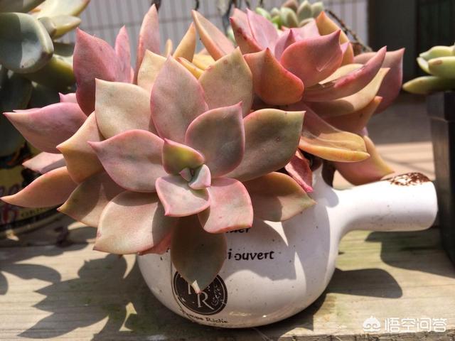 头条问答 多肉植物施什么肥 35个回答