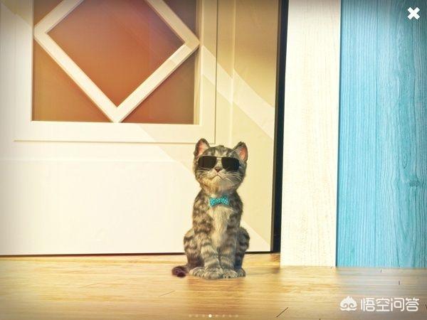 电子宠物猫app:宠物类APP主要有哪些功能？