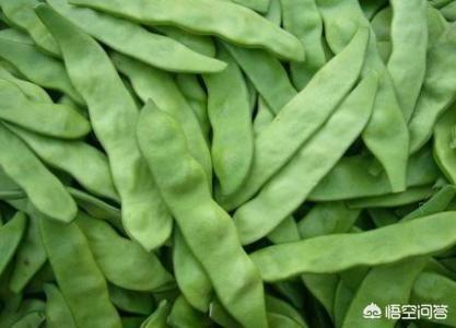 角箱鲀图片:痛风患者能不能吃豆角呢？有何依据？