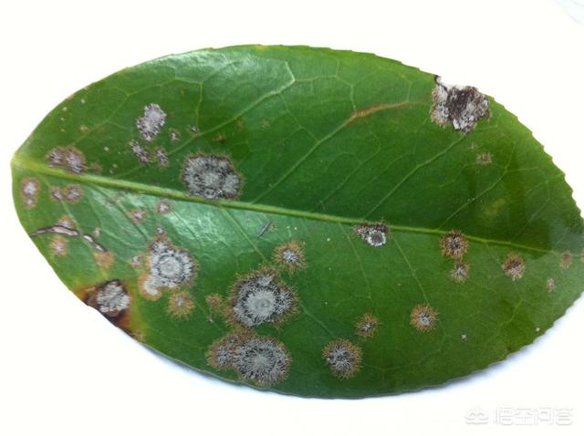 花叶艳山姜叶枯病:茶花的叶子发黄是怎么回事？