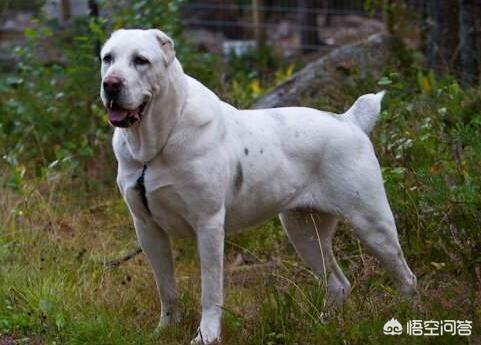 中亚牧羊犬家养:中亚犬和高加索犬和卡斯特罗拉博雷罗犬哪个适合养？为什么？ 中亚牧羊犬家养怎么样