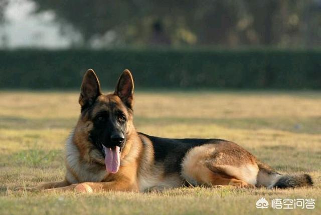 本视频由西摩犬舍转自国外:为啥土狗吃剩饭剩菜没事，而城市狗狗吃狗粮各种生病？