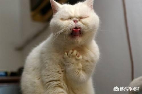 人猫狂犬病症状图片:小猫得了狂犬病的症状是什么？