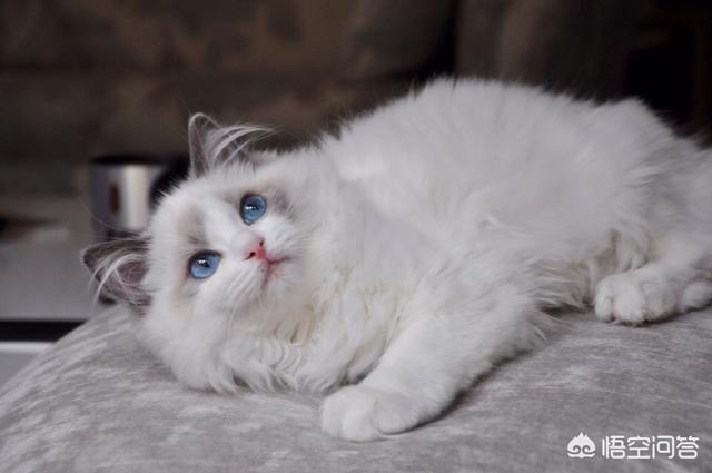 养一只电子宠物猫吧:养一只布偶猫是什么样的体验？ 电子宠物猫app