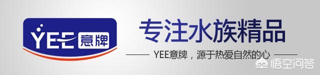 孔雀鱼难产怎么办，孔雀鱼出现难产的原因是什么如何消除孔雀母鱼生产前的心理压力