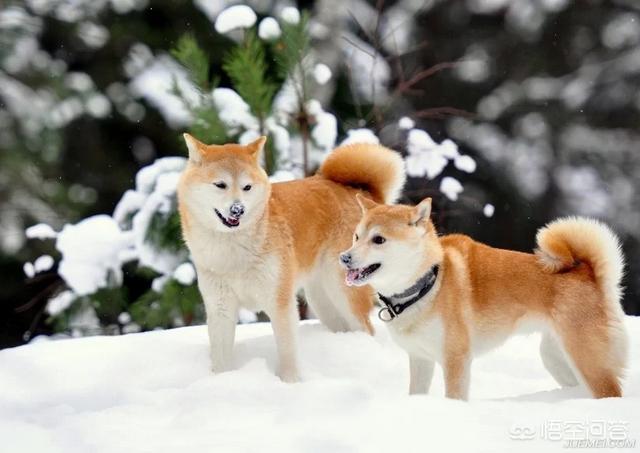 柴犬价格:想买一只比格犬或是柴犬！但不知道价格？