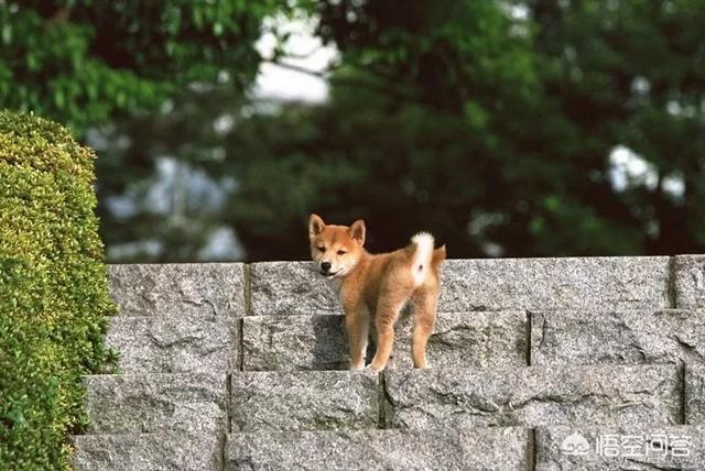 柴犬价格:想买一只比格犬或是柴犬！但不知道价格？