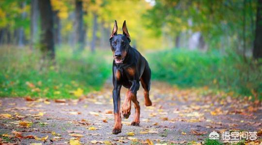 奥地利笃宾犬:我是女生超级喜欢杜宾犬，建议养吗？