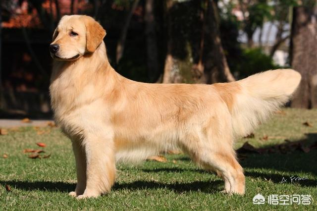 中型犬哪些好养:适合家庭养的中型犬有哪些 喜欢中型犬，养什么比较好啊？