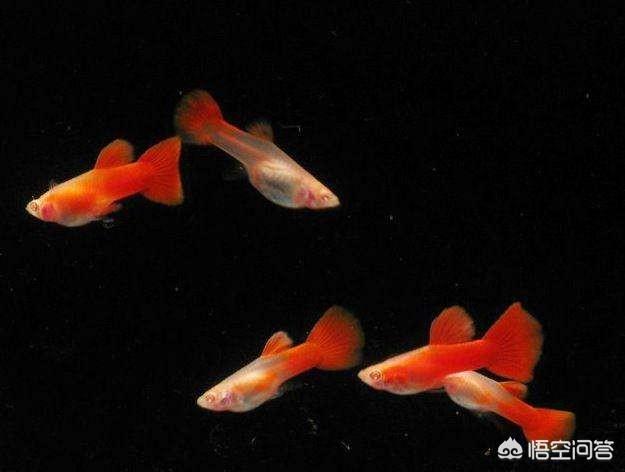 如何养海水观赏鱼视频:养海水观赏鱼用哪些设备 养观赏鱼时，需要天天换水吗？