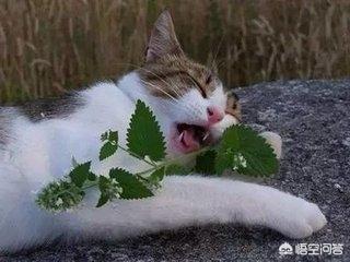 猫薄荷对猫有什么作用危害:给猫咪喂食猫薄荷，会有怎样的反应？