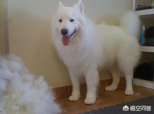 萨摩耶犬图片:萨摩耶有哪些特别令人头疼的地方？ 萨摩耶狗狗图片