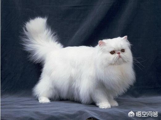 猫的种类:最受欢迎的宠物猫种类有哪些？ 猫的种类有哪些