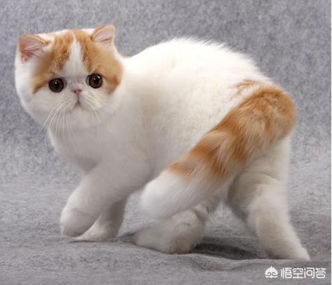 褴褛猫:褴褛猫会有毛球症吗？如何解决？