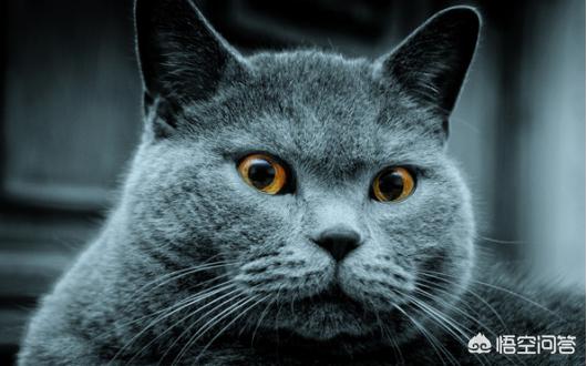 猫的种类:最受欢迎的宠物猫种类有哪些？ 猫的种类有哪些