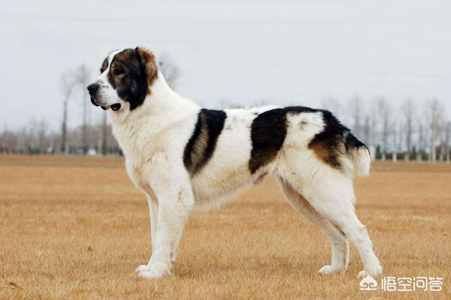 世界十大猛犬排名:打斗第一猛犬到底是哪种猛犬？
