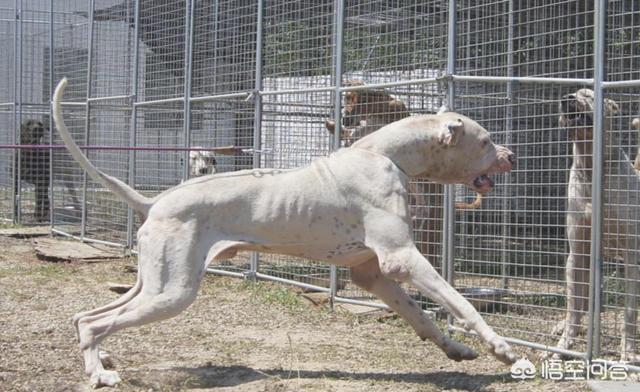世界十大猛犬排名:打斗第一猛犬到底是哪种猛犬？