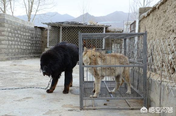 藏獒斗狼:有人说“一獒战三狼”，一只藏獒真的能打的过三条狼吗？