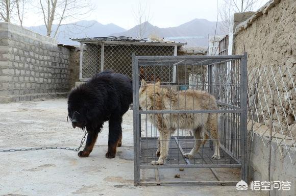 藏獒vs狼的真实打斗:从实战上来说，藏獒真有可能赢的了两头狼吗？