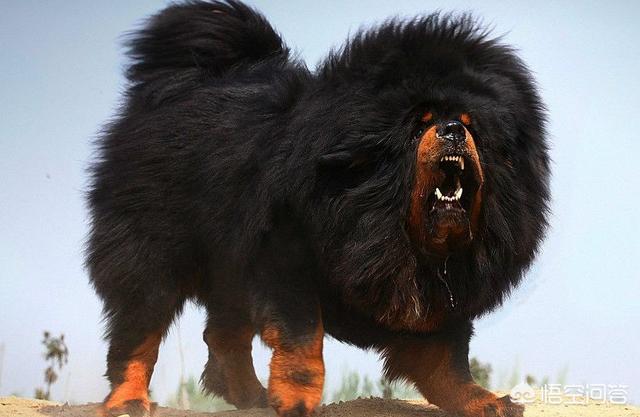 藏獒斗狼:有人说“一獒战三狼”，一只藏獒真的能打的过三条狼吗？