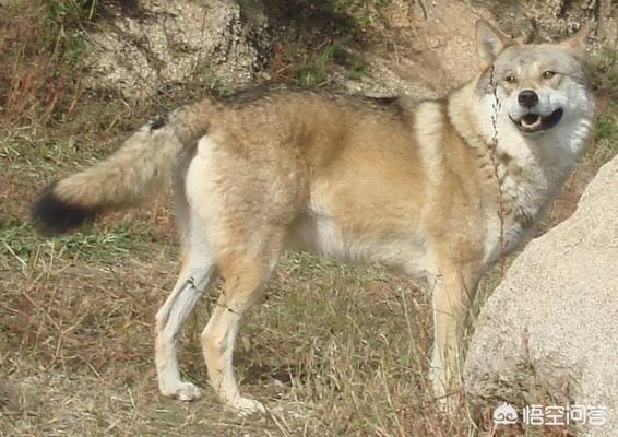 藏獒斗狼:有人说“一獒战三狼”，一只藏獒真的能打的过三条狼吗？