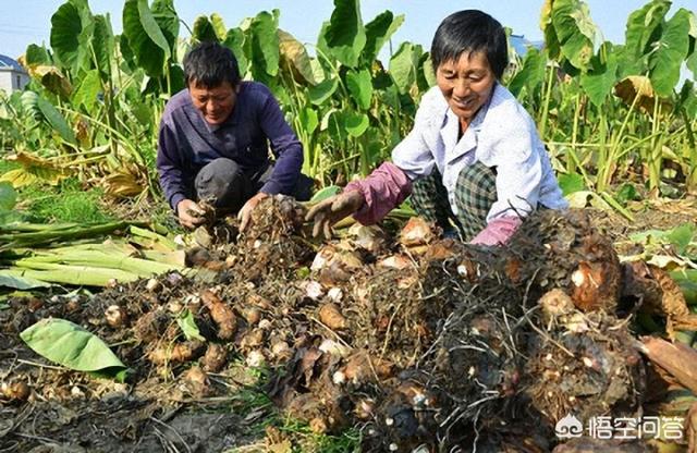 用什么方法种植出来的芋头产量高？