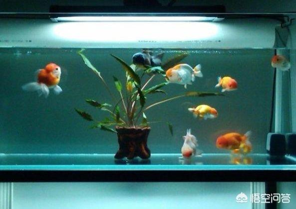 头条问答 在家里养金鱼 需要哪些设备呢 15个回答