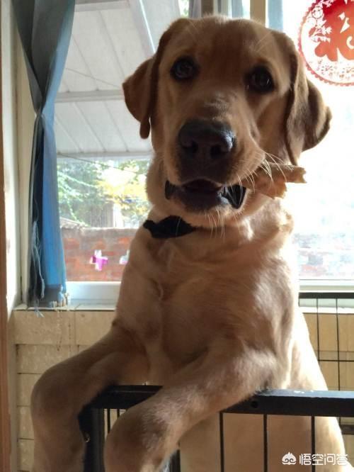 拉布拉多猎犬金毛:拉布拉多和金色猎犬 急问，想养条狗，是金毛还是拉布拉多适合呢？家有两个男孩十岁？