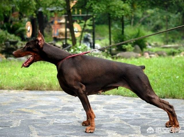 杜宾犬:饲养杜宾犬都有哪些优点和缺点？