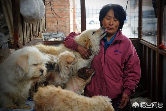 救助基地猫狗饿死:建立一个流浪狗收容所，需要多少资金？