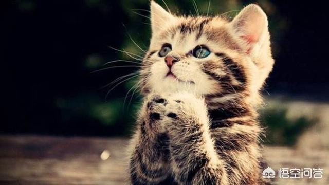 躲避喵星人的灵异事件:猫咪受到惊吓，该怎么办？