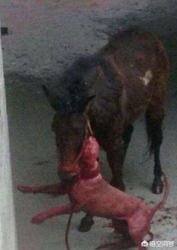 比特狗:比特狗图片及价格 把比特犬和中华田园犬放到野外，谁能够生存下来？为什么？