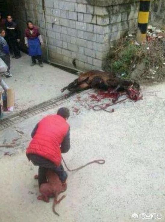 比特狗:比特狗图片及价格 把比特犬和中华田园犬放到野外，谁能够生存下来？为什么？
