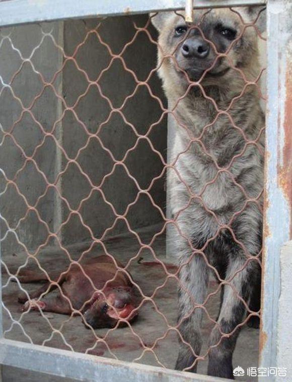 非洲斑鬣狗vs藏獒:两只训练有素的藏獒能否打得过一只非洲鬣狗？为什么？